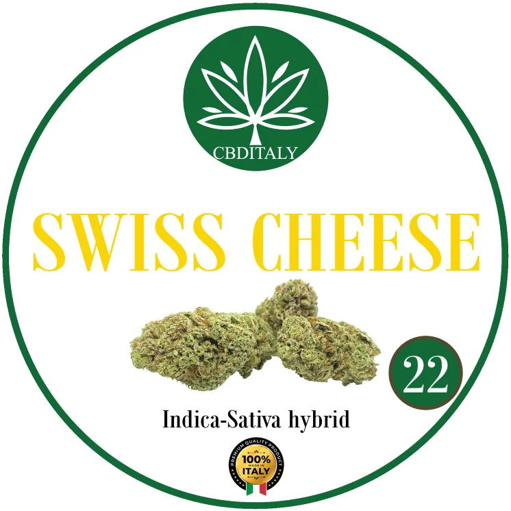 CBDITALY Swiss Cheese CBD 22% infiorescenza di canapa ibrido Indica-Sativa, 100% Italia