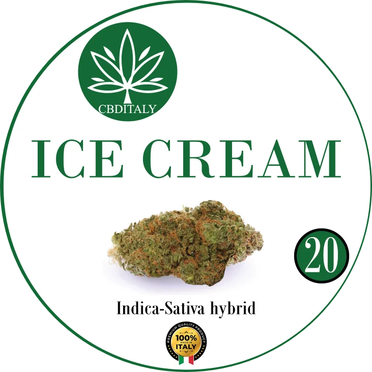 CBDITALY Ice Cream CBD 20% infiorescenza di canapa ibrido Indica-Sativa, 100% Italia